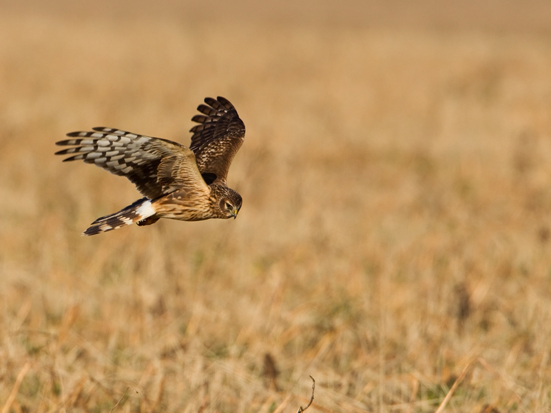 Circus cyaneus Hen Harrier Blauwe Kiekendief